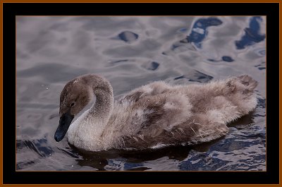 60-Juvenile-Swan-with-Drop-on-Bill.jpg