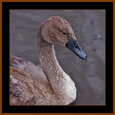 61-Portrait-of-a-Juvenile-Swan-3.jpg