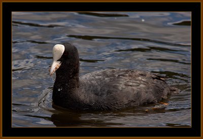 71-Common-Coot 1.jpg