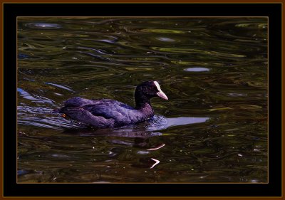 74-Common-Coot-2.jpg