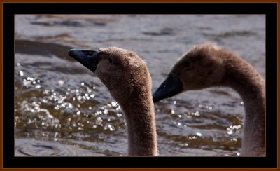 76-Juvenile-Swans.jpg