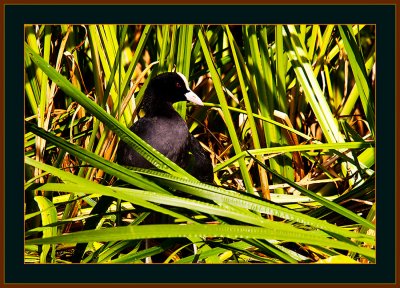 77-Common-Coot-with-Invironment.jpg