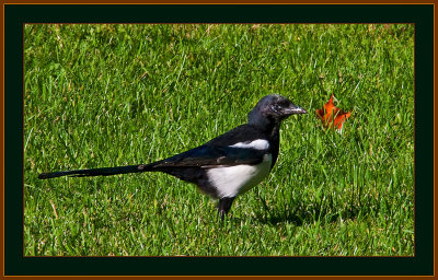 79-Magpie on the Lawn.jpg