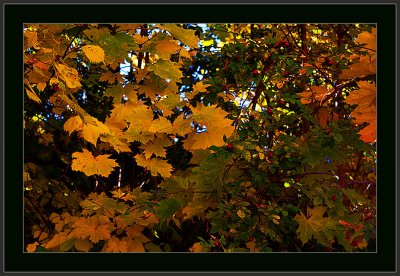71-Autumn-2010-IMG_4794.jpg