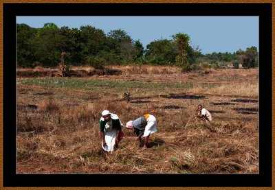 85-Cutting-Grass.jpg