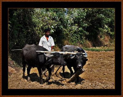 88=Farmer-with-his-Buffalos-in-Maharashtra-V1.jpg