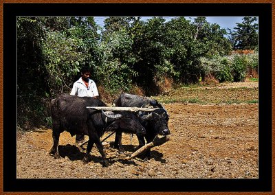 89-A-Farmer-with-his-Buffalos-in-Maharashtra-V2.jpg
