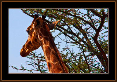 1-=-IMG_9853=Giraffe-V1.jpg