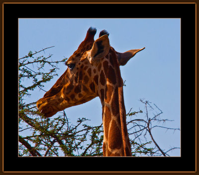 4-=-IMG_9858-=-Giraffe-V4.jpg