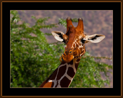 12-=-IMG_9874-=-Giraffe-grimace.jpg