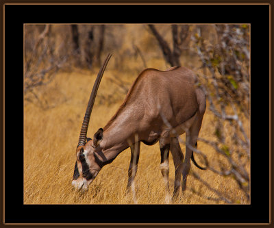 16-=-IMG_9895-=-Oryx-V1.jpg