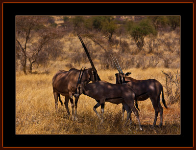 21-=-IMG_9907-=-Oryx-V6.jpg