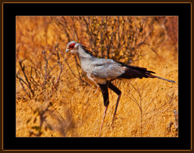 27-=-IMG_9925-=-Srcretarybird-V2.jpg