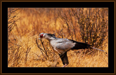 28=IMG_9926-=-Secretarybird-V3.jpg