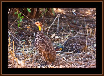 31-=-IMG_9942-=-Yellowneck-Spurfowl.jpg
