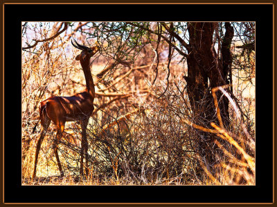 33-=-IMG_9945-Giraffe-antilope-V2.jpg