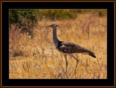 40-=-IMG_9959-=-Kori-bustard-V3.jpg