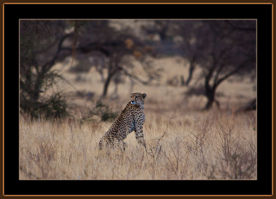 51-=-IMG_9993-Cheeta-V1.jpg