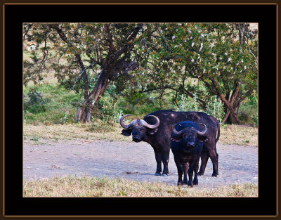 59-=IMG_0037-=-Buffallo-calf-with-mom-V2.jpg