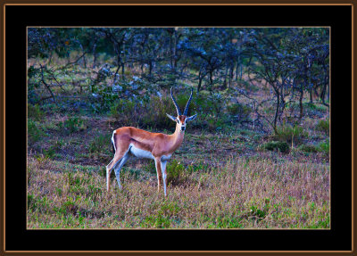 61-=-IMG_0050-=-Grants-gazelle.jpg