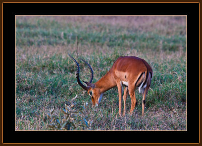 64-=IMG_0081-=-Grants-gazelle-V1.jpg