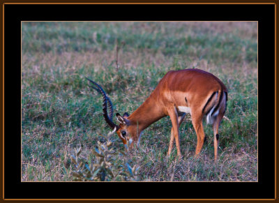 65-=IMG_0084-=-Grants-gazelle-V2.jpg