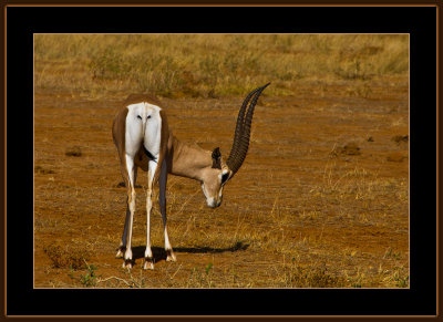 70-=-IMG_2358-=-Grants-gazelle-itching-V1.jpg