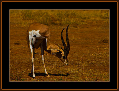 73-=IMG_2361-=-Grants-gazelle-itching-V4.jpg