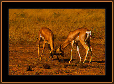 75-=-IMG_2363-=-Grants-Gazelle-fight-V2.jpg