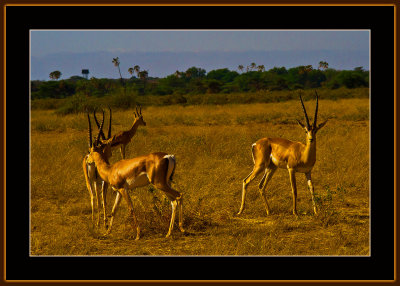82-=-IMG_2372-=-Grants-Gazelles.jpg