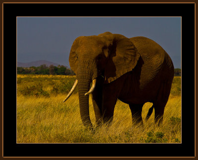 85-=-IMG_2379-=-Elefant-V3.jpg