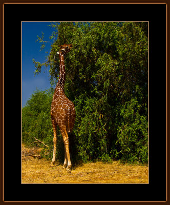 87-=-IMG_2388-=-Male-Giraffe-eating-V1.jpg