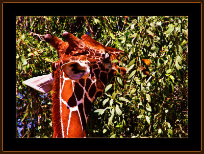 88-=-IMG_2390-Male-Giraffe-eating-V2.jpg