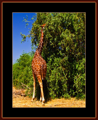 90-=-IMG_2392-=-Male-Giraffe-eating-v4.jpg
