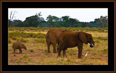 91-=-IMG_2400-=-Elefant-baby-V1.jpg