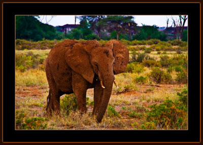 93-=IMG_2403-=-Elefant-with-dots-V1.jpg
