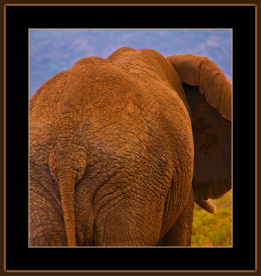 96-=-IMG_2412-=-Very-big-Ellefant-V2.jpg