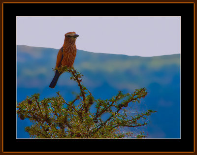 103-=-IMG_2480-=-Rufous-Crowned-Roller.jpg