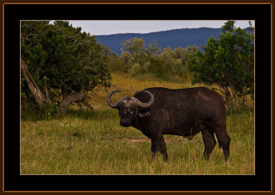 105-=-IMG_2502-=-Buffalo.jpg