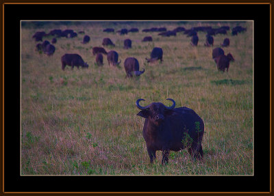 22-=-IMG_2546-=-Buffalo-and-herd.jpg