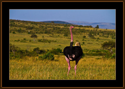 33-=-IMG_2564-=-Male-Ostrich-in-breeding-time-V1.jpg