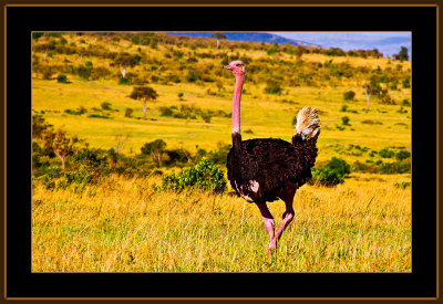 34-=-IMG_2565-=-Male-Ostrich-in-breeding-time-V2.jpg
