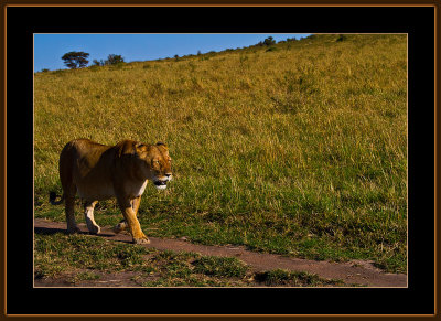 36-=-IMG_2579-=-Lioness-on-a-morning-walk-V1.jpg