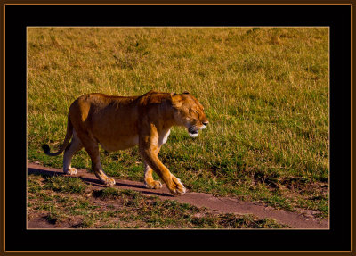 37-=-IMG_2580-=-Lioness-om-a-morning-walk-V2.jpg