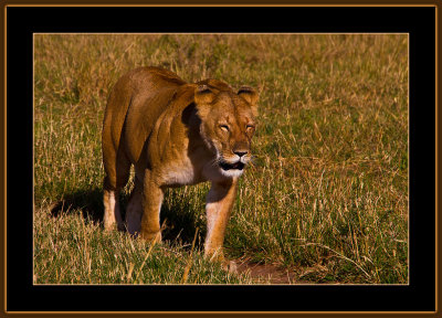 38-=-IMG_2569-=-Lioness-on-a-morning-walk-V3.jpg