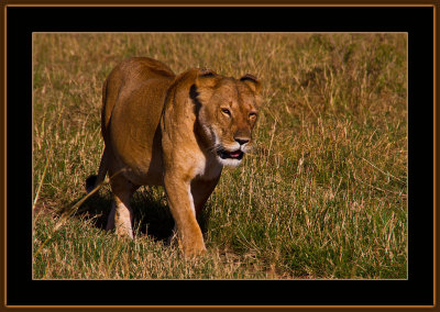 40-=-IMG_2568-=-Lioness-on-a-morning-walk-V5.jpg