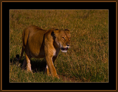 41-=-IMG_2570-=-Lioness-on-a-morning-walk-V6.jpg