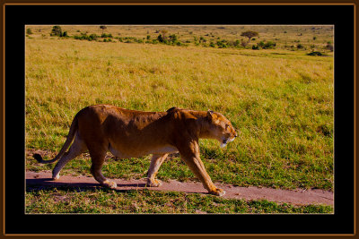 42-=-IMG_2581-=-Lioness-on-a-morning-walk-V7.jpg