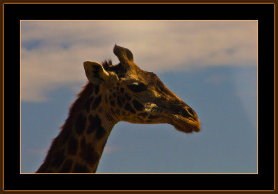 93-=-IMG_2681-=-Giraffe-portrait.jpg