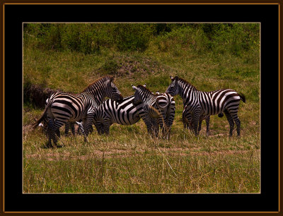 117-=-IMG_2718-=-Zebras.jpg